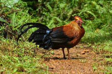 Sri Lankan junglefowl in rain