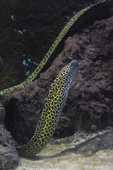 moray eel