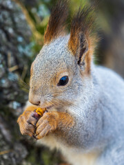 The squirrel with nut sits on a branches in the spring or summer. Portrait of the squirrel close-up