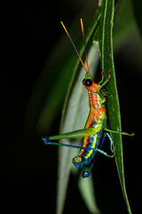 colour full grasshopper