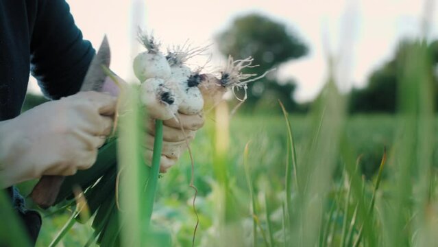 Mara&icirc;cher qui r&eacute;colte de l'ail