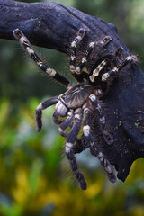 Tiger Spider on tree branch