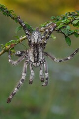 Tiger Spider on tree branch