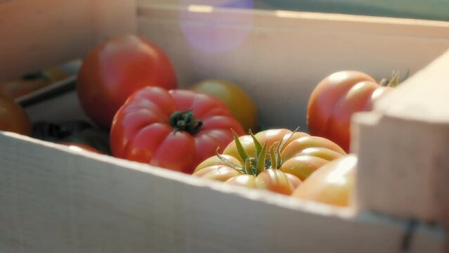 Plan serr&eacute; sur une caisse de tomates