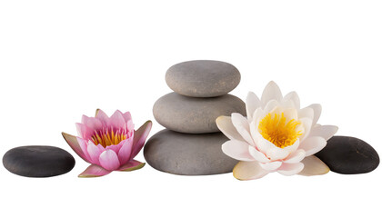 Fototapeta na wymiar Tranquil spa stones complement lotus blooms - isolated
