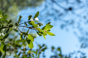 branch with leaves