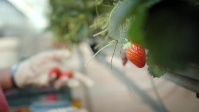 Mara&icirc;cher qui r&eacute;colte des fraises
