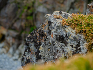 moss and lichen growing on the rocky edge of steepcliffs falling down to the ocean in Bonavista on Fpgo island in Newfoundland
