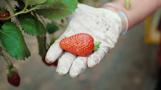 Mara&icirc;cher qui pr&eacute;sente une fraise dans sa main