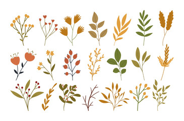 Fototapeta na wymiar Set of autumn flowers, plants and berries, cute flat vector illustration isolated on white background. Collection of hand drawn fall botany elements for seasonal designs.