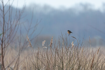 Stonechat Male UK (Saxicola rubicola) perched on a branch in Winter. Yorkshire, UK in January