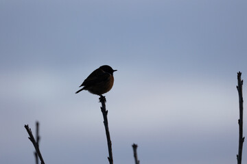 Silhouette of a male Stonechat UK (Saxicola rubicola) perched on a branch in Winter. Yorkshire, UK in January