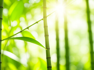 Fototapeta na wymiar Abstract blur bamboo forest with sunligh ai image 
