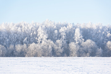 Trees in frost, clear sky and a snowy field