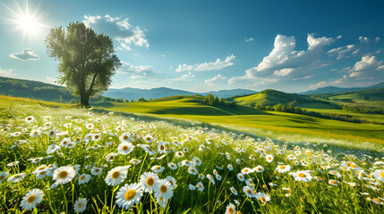 meadow with dandelions