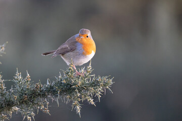 Robin bird (erithacus rubecula) in Winter. Perched on a gorse bush - Yorkshire, UK in January