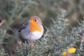 Robin bird (erithacus rubecula) in Winter. Perched on a gorse bush - Yorkshire, UK in January