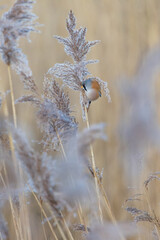Fototapeta premium Male Bearded Reedling UK (panurus biarmicus). AKA Bearded Tit. Perched and feeding amongst the reeds. Yorkshire, UK in Winter