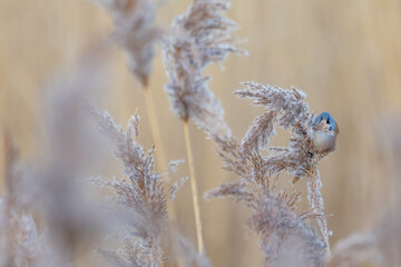 Male Bearded Reedling UK (panurus biarmicus). AKA Bearded Tit. Perched and feeding amongst the reeds. Yorkshire, UK in Winter