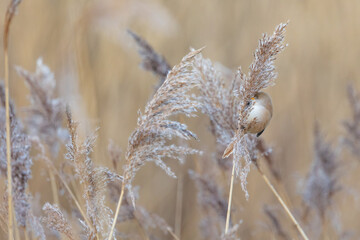 Female Bearded Reedling UK (panurus biarmicus). AKA Bearded Tit. Perched and feeding amongst the reeds. Yorkshire, UK in Winter