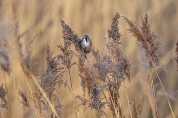 Male Bearded Reedling UK (panurus biarmicus). AKA Bearded Tit. Perched and feeding amongst the reeds. Yorkshire, UK in Winter