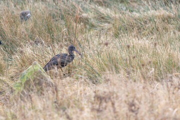 Glossy Ibis (Plegadis falcinellus) walking through grass wetlands. Yorkshire, UK in Winter