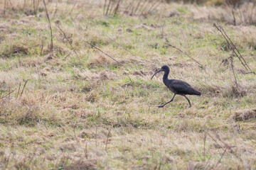 Glossy Ibis (Plegadis falcinellus) walking through grass wetlands. Yorkshire, UK in Winter