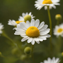 Fototapeta premium Minimalist Camomile