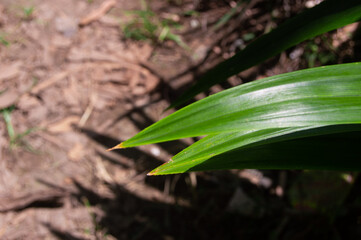shot on green pandan leaves