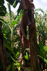 close up of dry banana leaf texture
