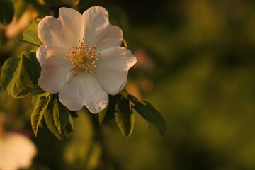 fiore di rosa canina in primavera