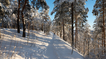 path in the forest in sunny winterday