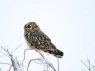 Short-eared Owl on frozen plant closeup portrait