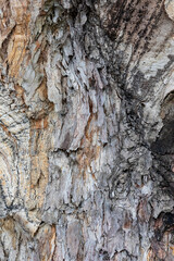bark of a tree