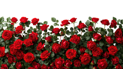 Realistic red roses border. Flower blossom elements, beautiful leaves and burgeon floral composition for wedding card and invitation isolated on transparent 