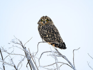 Short-eared Owl on frozen plant closeup portrait