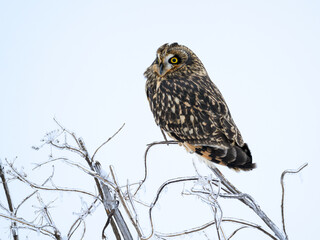 Short-eared Owl on frozen plant closeup portrait