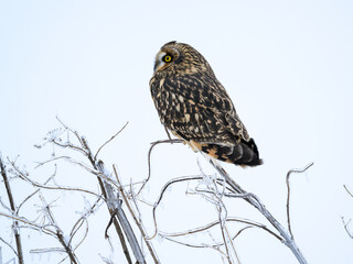 Short-eared Owl on frozen plant closeup portrait