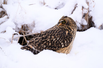 Short-eared Owl on snow field closeup portrait