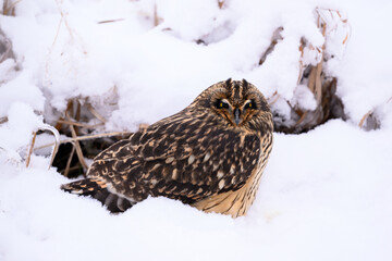 Short-eared Owl on snow field closeup portrait