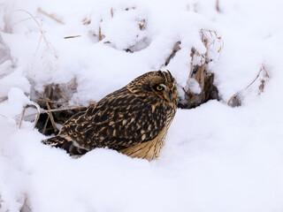 Short-eared Owl on snow field closeup portrait
