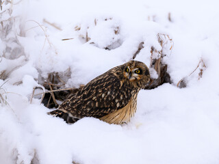 Short-eared Owl on snow field closeup portrait