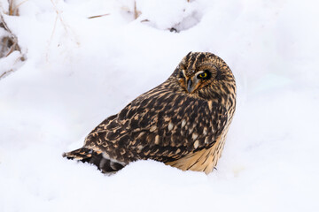 Short-eared Owl on snow field closeup portrait