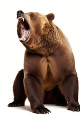 Obraz premium Portrait of a growling grizzly bear