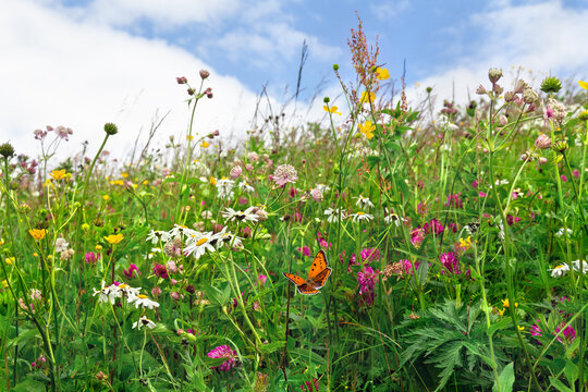 Flowers of clover, daisy and wildflowers on meadow in summer. Orange butterfly with black dots scarce copper above summer wildflowers - Powered by Adobe