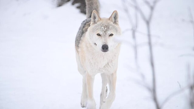 Wolf, Canis lupus, gray wolf in winter forest close slow motion portrait. High quality 4k footage super slow motion 120fps raw footage