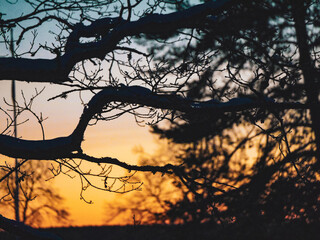 Close up of branches against sunset