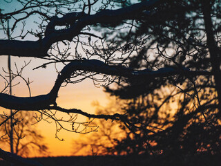 Obraz premium Close up of branches against sunset
