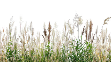 Fototapeta premium A field of wild grasses with its various shapes and textures, isolated on white background. Generative AI