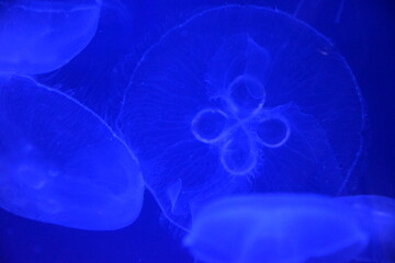 Completely round jellyfish in aquarium lit by blue light 